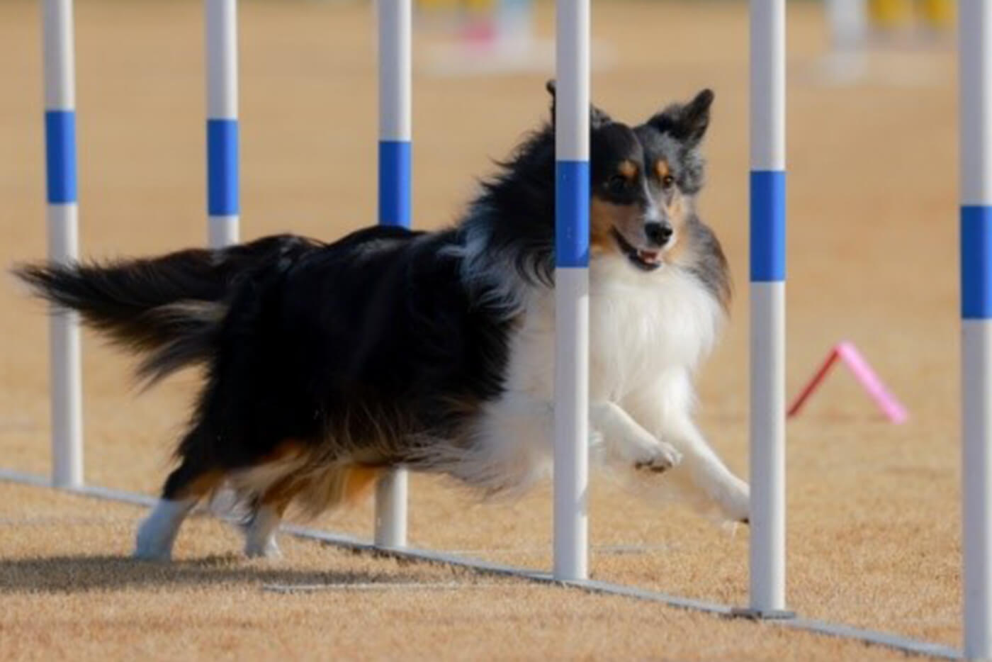 ミニアジリティをしている犬