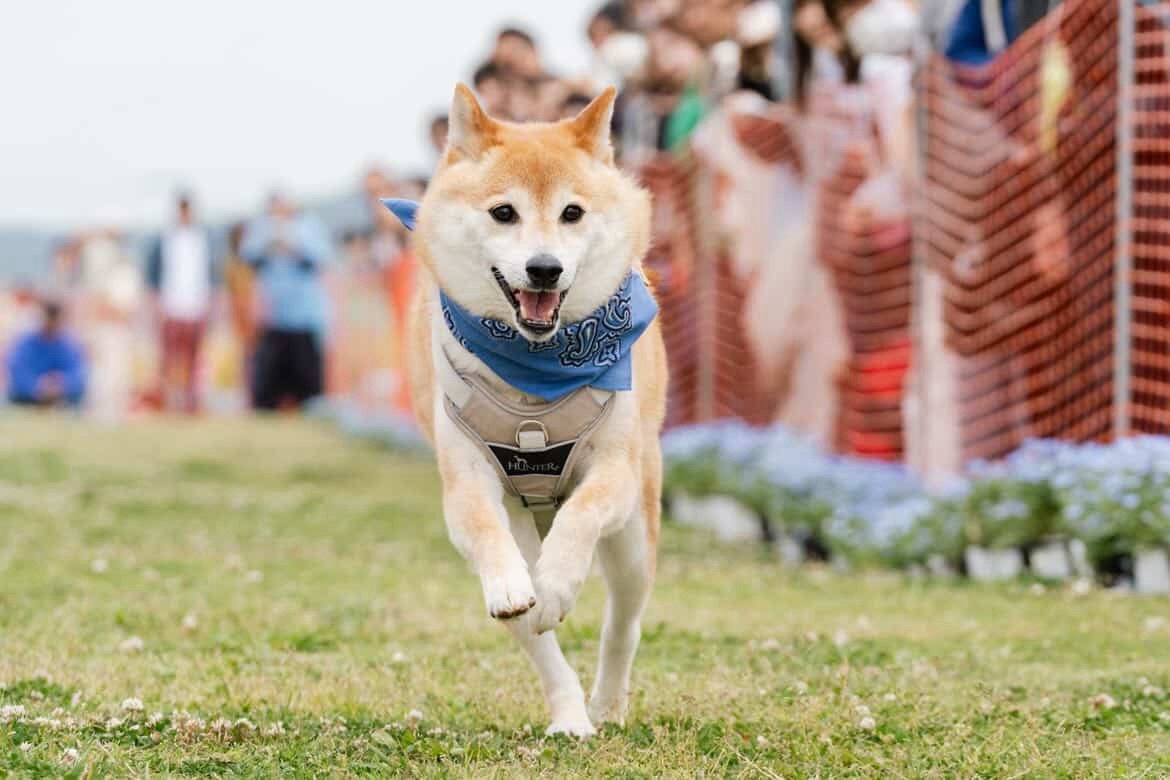 タイムアタックをする犬