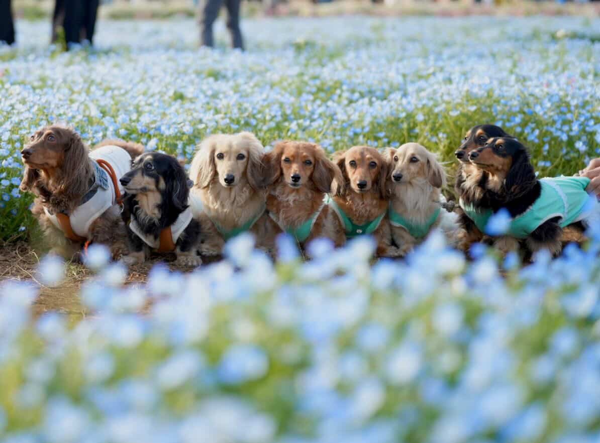 犬種別わんわんオフ会の様子