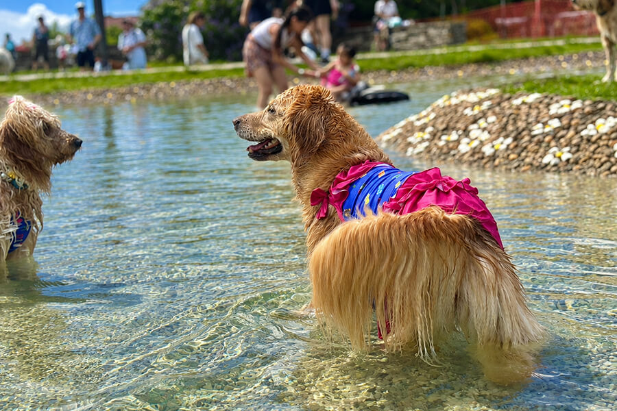 MORNING DOG LAGOONの様子