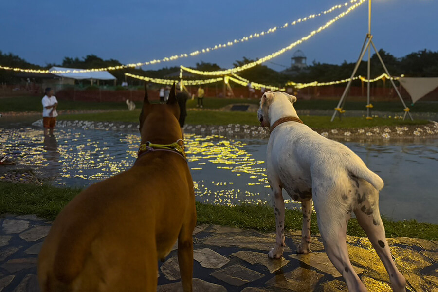 TWILIGHT DOG LAGOONの様子