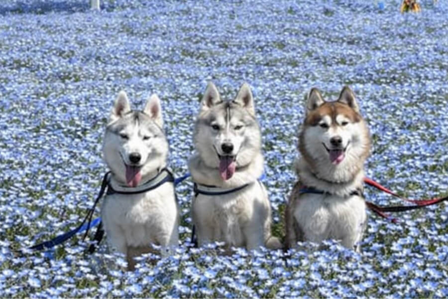 メモフィラ畑の中に並ぶシベリアンハスキー3頭