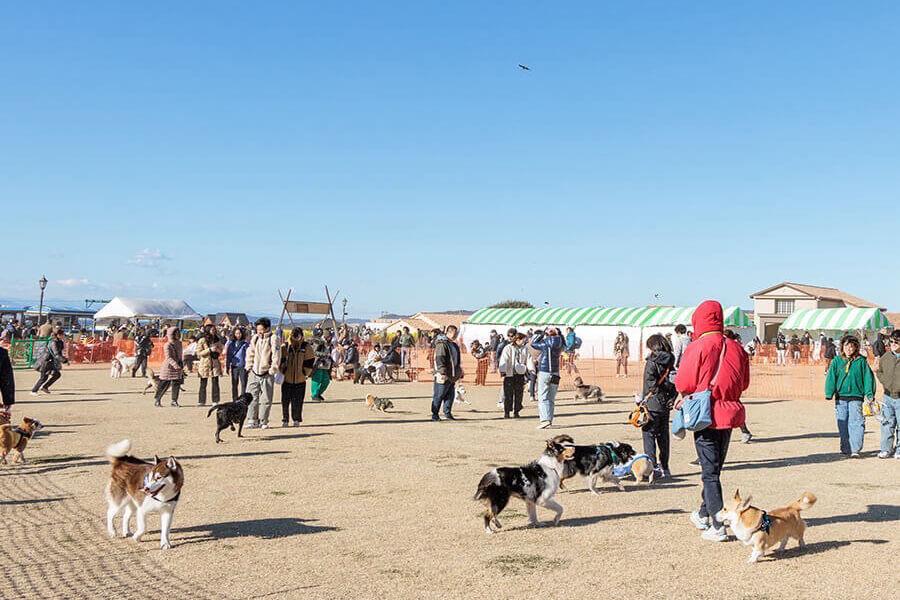 ソレイヌ！メガドッグラ～ンの様子