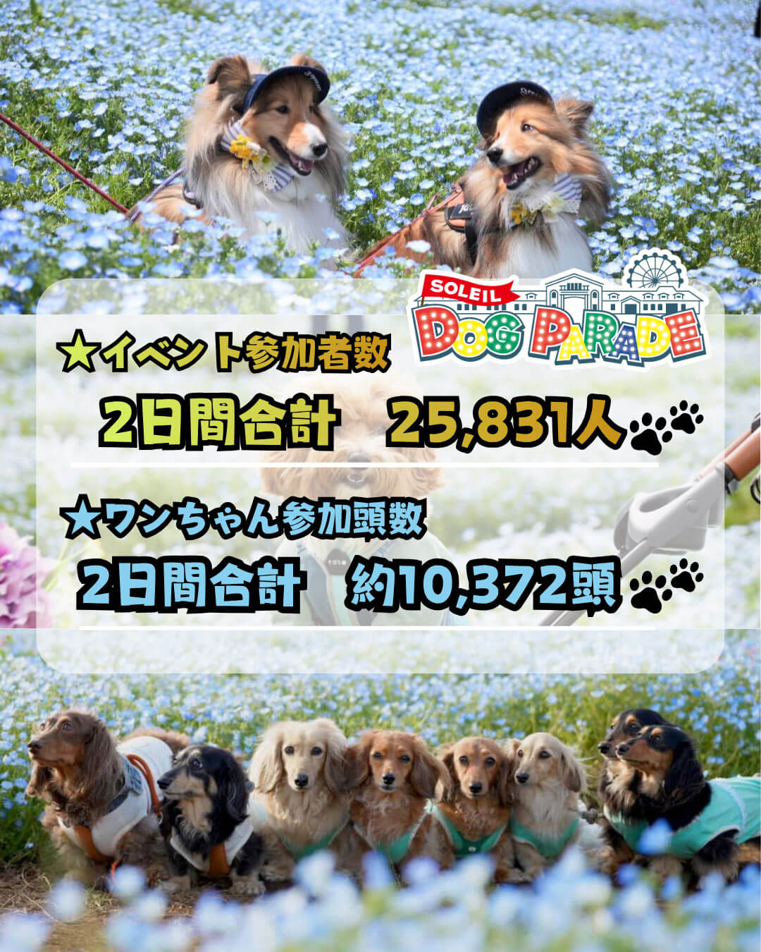 
              イベント参加者数 2日間合計 25,831人
              ワンチャン参加頭数 2日間限定 約10,372頭