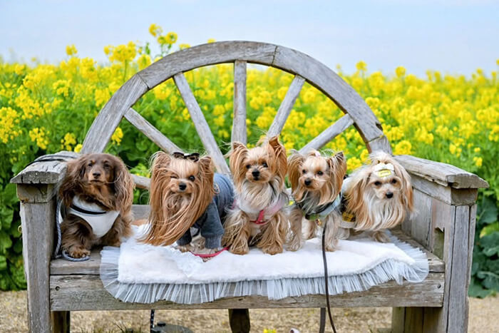 ベンチに5頭の犬が座っている