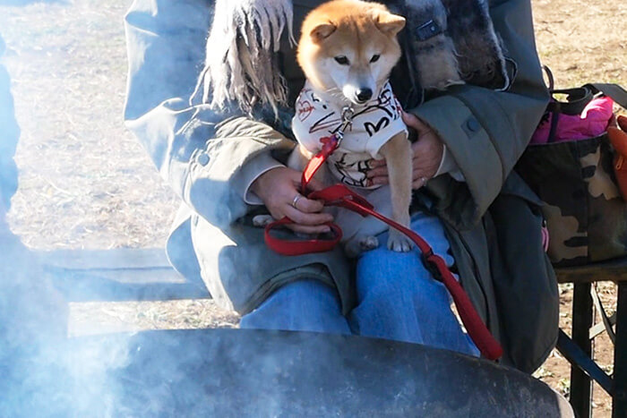 焚き火にあたる犬