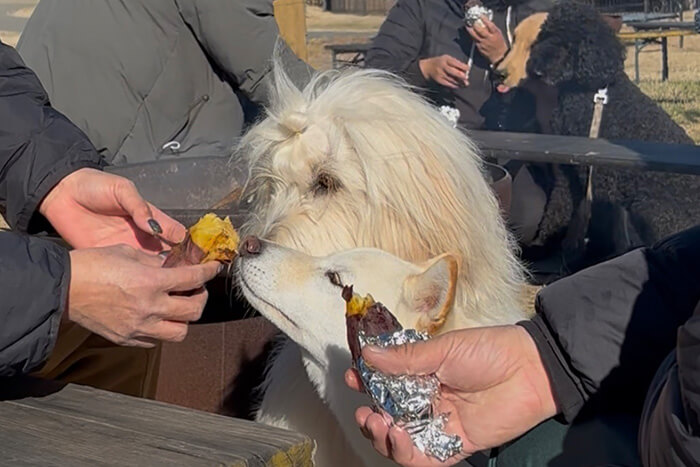 さつまいもを食べる犬