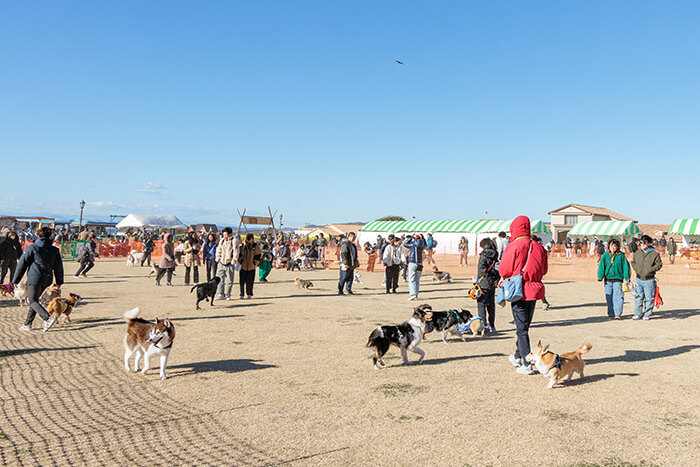 ドッグランを楽しむ犬と人たち