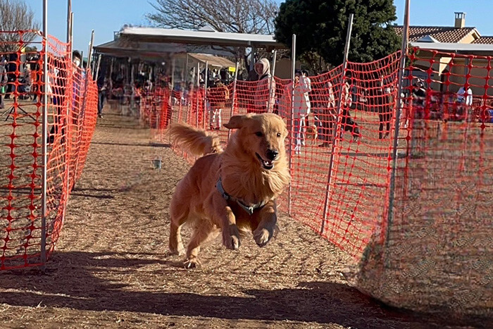 タイムアタックをする犬