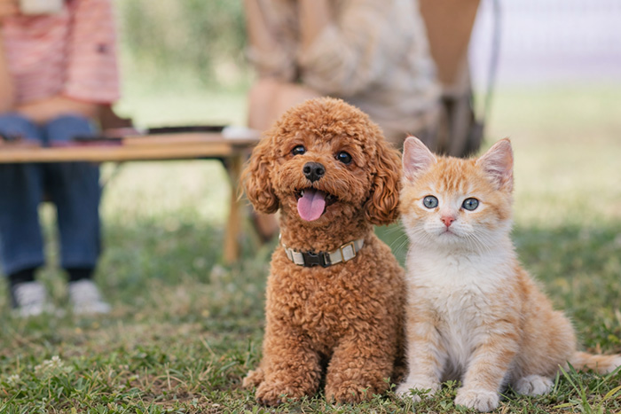保護犬と保護猫