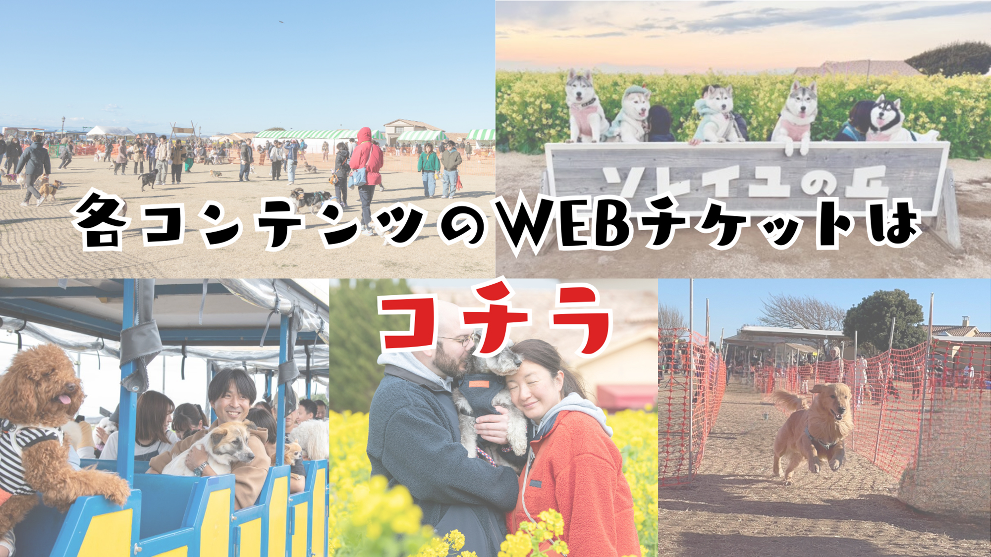 各コンテンツのウェブチケットはコチラから