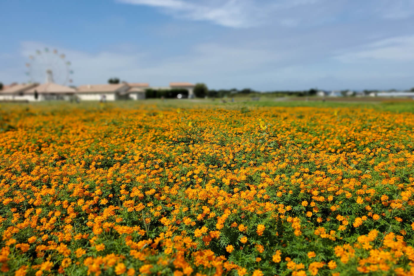 キバナコスモス