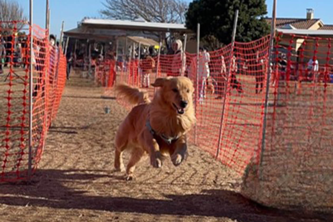 タイムアタックをする犬