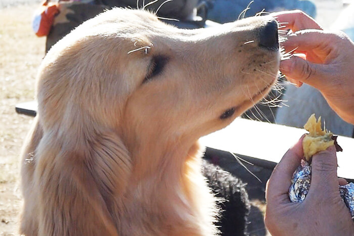 さつまいもを食べる犬