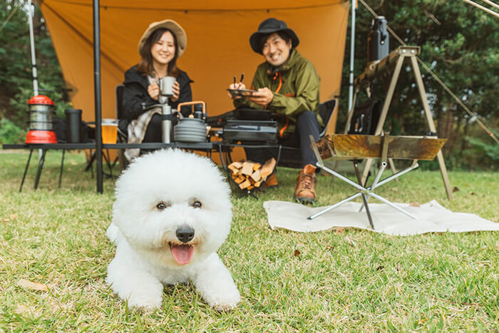 キャンプをする犬と人
