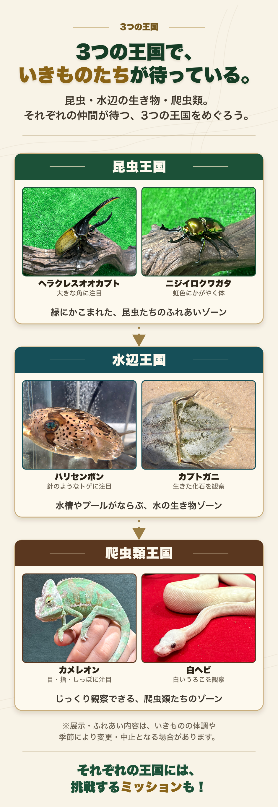 昆虫王国、水辺王国、爬虫類王国と、それぞれの王国で出会えるいきものたち