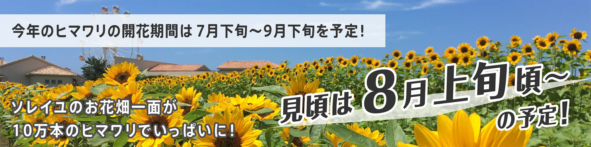 ひまわり開花情報