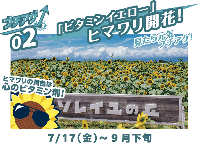 ブチアゲ02 ビタミンイエローのヒマワリ開花 7月17日（金）～8月30日（日）