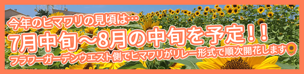 ひまわり開花情報