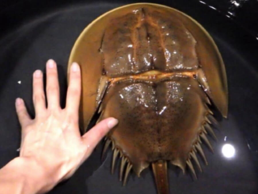 カブトガニ