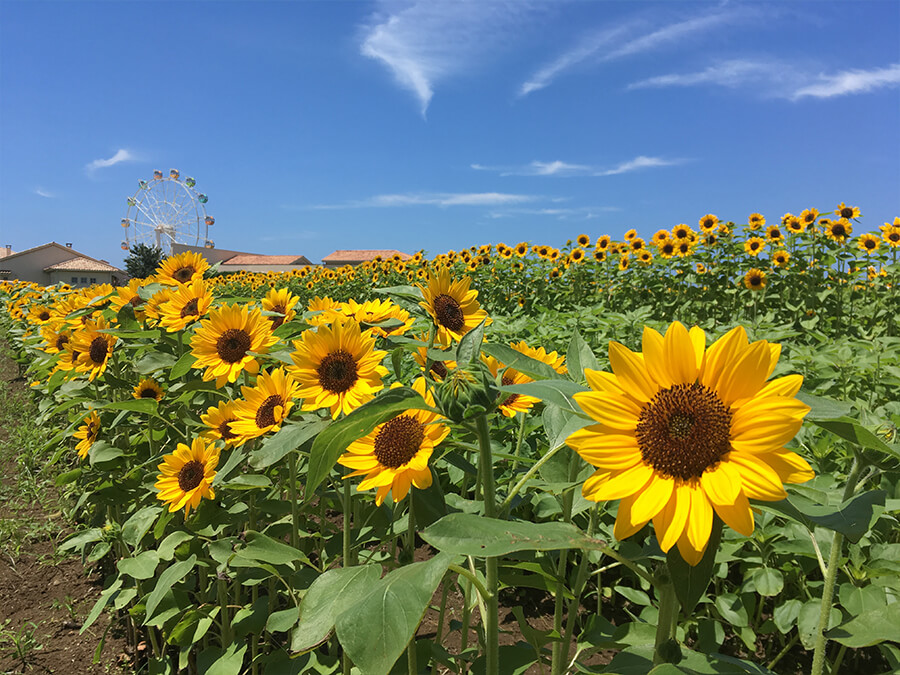 夏のブチアゲフォトコンテスト