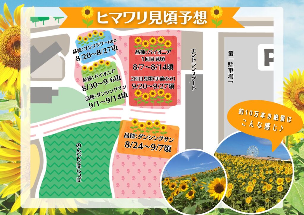 🌻ひまわりの開花状況🌻 - [公式] 長井海の手公園 ソレイユの丘